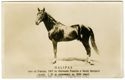 Halifax, nato in Francia, 1907 da Hetmann Fuschia e Sarah Bernard, record 1.25 al chilometro su 3000 metri