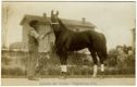 Duchino, figlio Excellenz e Venezia, Record 2.26 m. inglese a 4 anni, tassa di monta L. 100, Stazione di monta Migliarino di Ferrara, proprietario Sig. Barilari Carlo