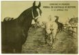Comune di Firenze, Fiera di cavalli e bovini, 7 - 11 Aprile 1913