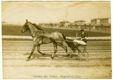 [Cavallo al trotto con il suo driver]
