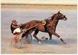 Barrymore 3, 1.16.4, sauro nato in Italia nel 1979 da Speedy Scot 1.56.4 e da Zeccola 1.17.6 (da Marengo Hanover), Vincitore Classico a 3 anni del Premio Marche e a 4 anni del Premio Citt&agrave; di Torino, entra in razza nel 1985