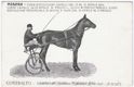 Modena, Fiera-Esposizione Cavalli dal 23 al 27 Aprile 1904, Corse cavalli 24-25 aprile, Premio L. 18,000, Premio Reale L. 5,000, Esposizione provinciale di bovini e suini dal 30 aprile al 2 maggio