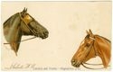 [Teste di cavalli]
