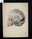 [Tavola anatomica : cranio]