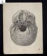 [Tavola anatomica : cranio visto da sotto]