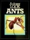 A closer look at ants