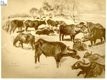 [Studio di bufali al pascolo nella Campagna romana : 1920