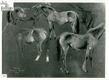 [Studio di cavalli : 1924