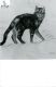[Gatto soriano : 1934