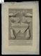 A Figura del Cuore, Mani, Piedi, et altri segni impressi nel Cadavere della Madre Sor Veronica Abbadessa delle Capuccine di Citt&agrave; di Castello Defonta il d&igrave; 9 Luglio 1727. : A Cuore aperto con le Auricole parimente aperte e distase nella destra delle quali erano alcuni istromenti...